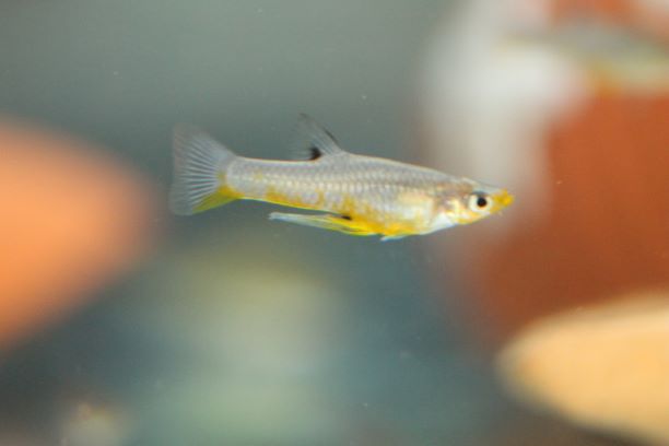 Girardinus Metallicus Yellow Pair Tristan S Tropical Fish