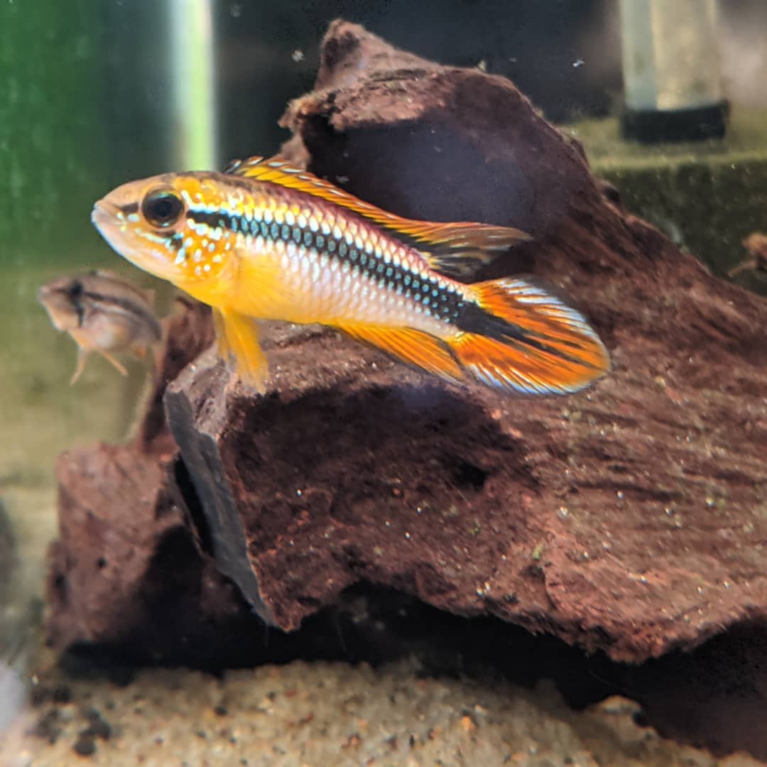 Apistogramma Agassizii Super Red Pair Tristan S Tropical Fish