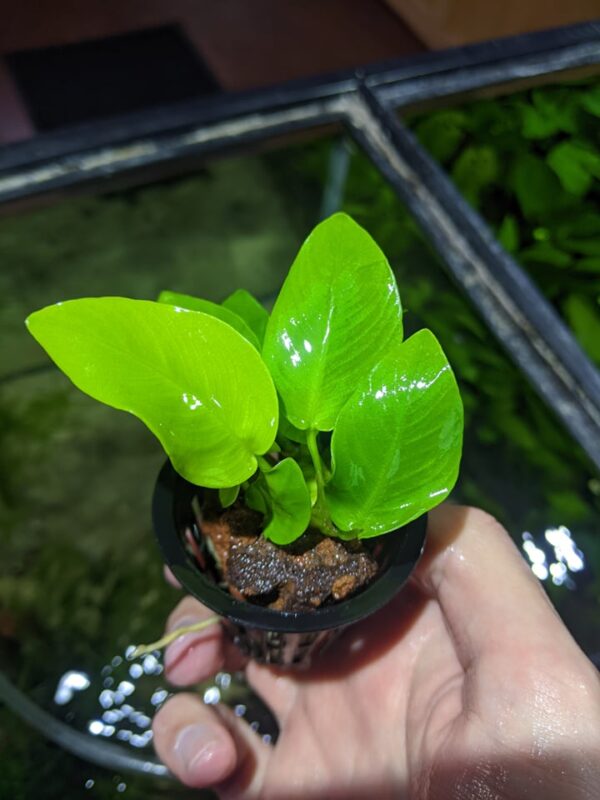 Anubias Barteri Var Nana Golden Tristan S Tropical Fish