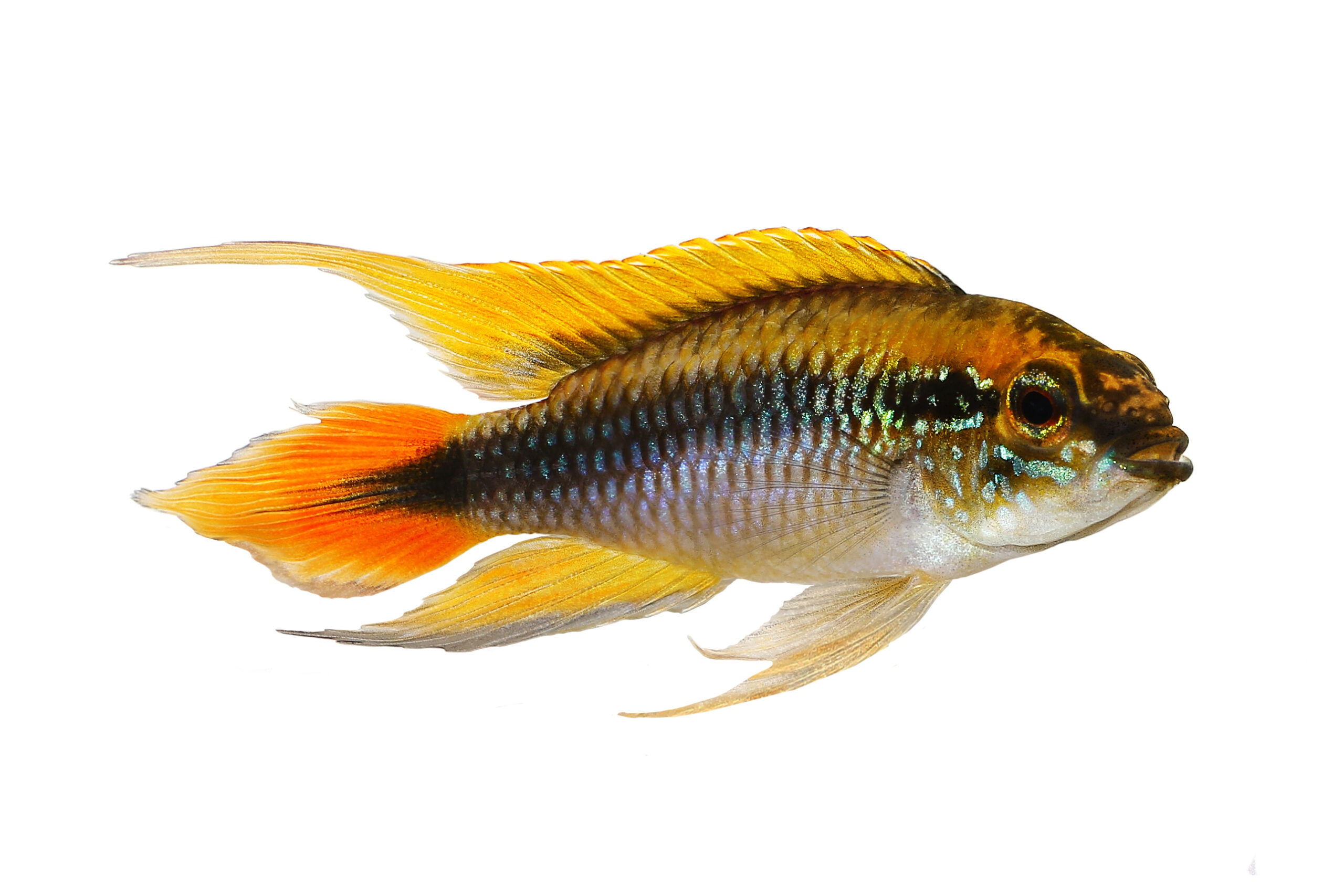 Аквариумная рыбка на букву т. Апистограмма Агассица красная. Апистограмма Агассица огненно красная. Липарис Агассица. Большая белая аквариумная рыба.