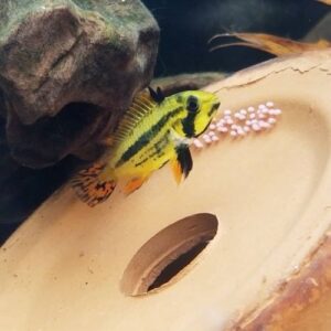 Apistogramma