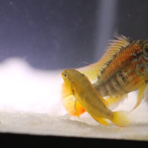 South American Cichlids