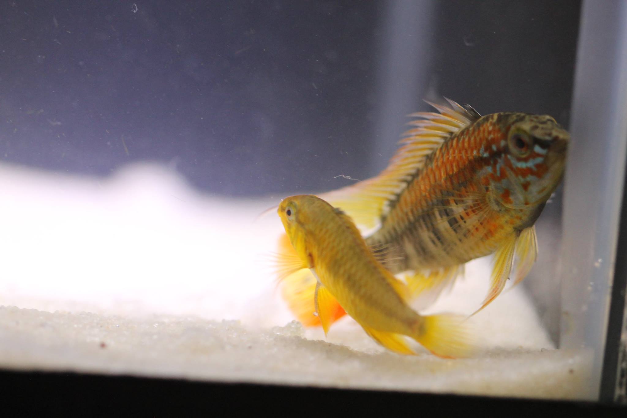 South American Cichlids