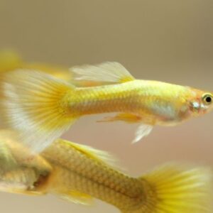 Livebearers