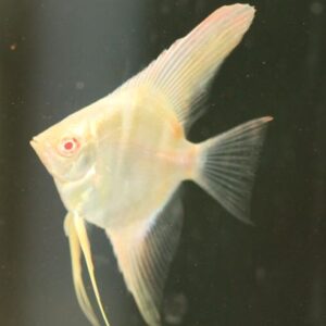 Angelfish