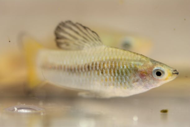 Wild Type Livebearers