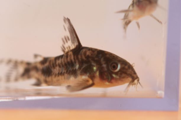 Corydoras