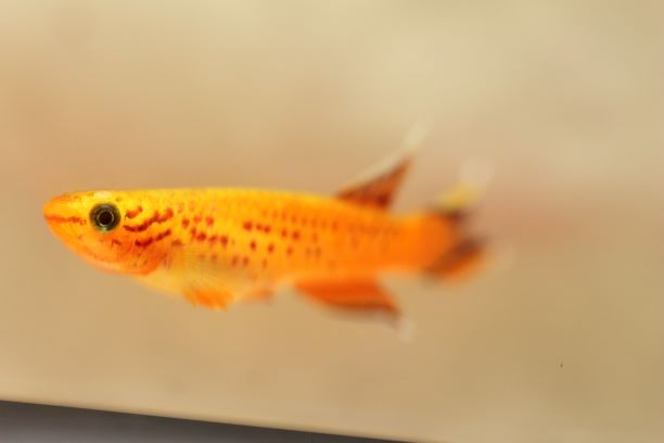 Killifish