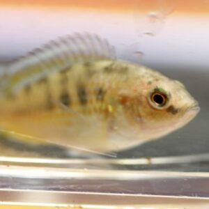 West African Cichlids