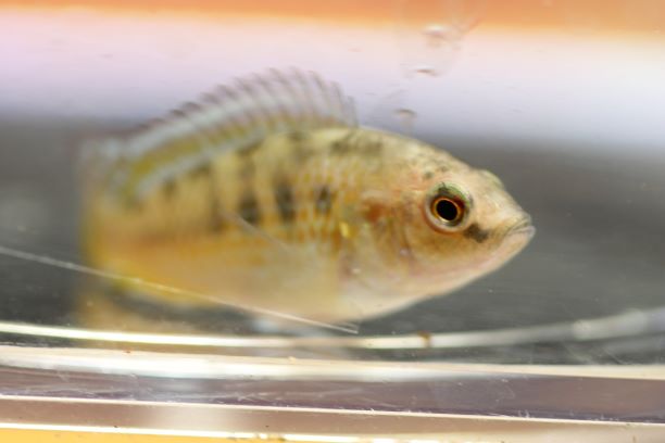 West African Cichlids Tristans Tropical Fish