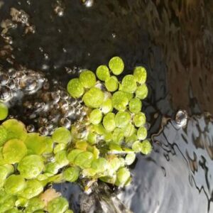 Aquatic Plants