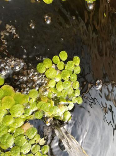 Aquatic Plants