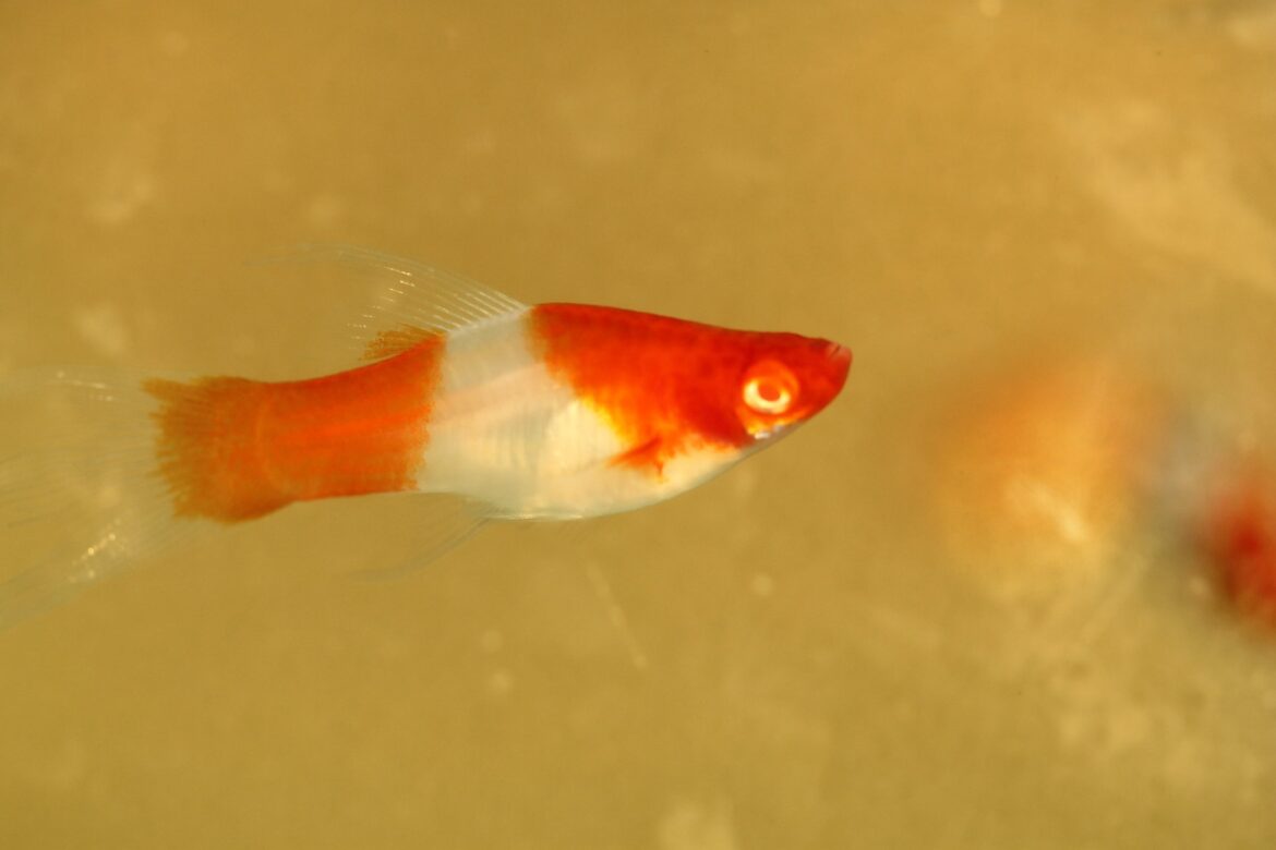 Live Tropical Swordtail Fish – 3x Pairs (6 Fish Total) Kohaku Swordtails, Freshwater, Peaceful, Beginner Friendly