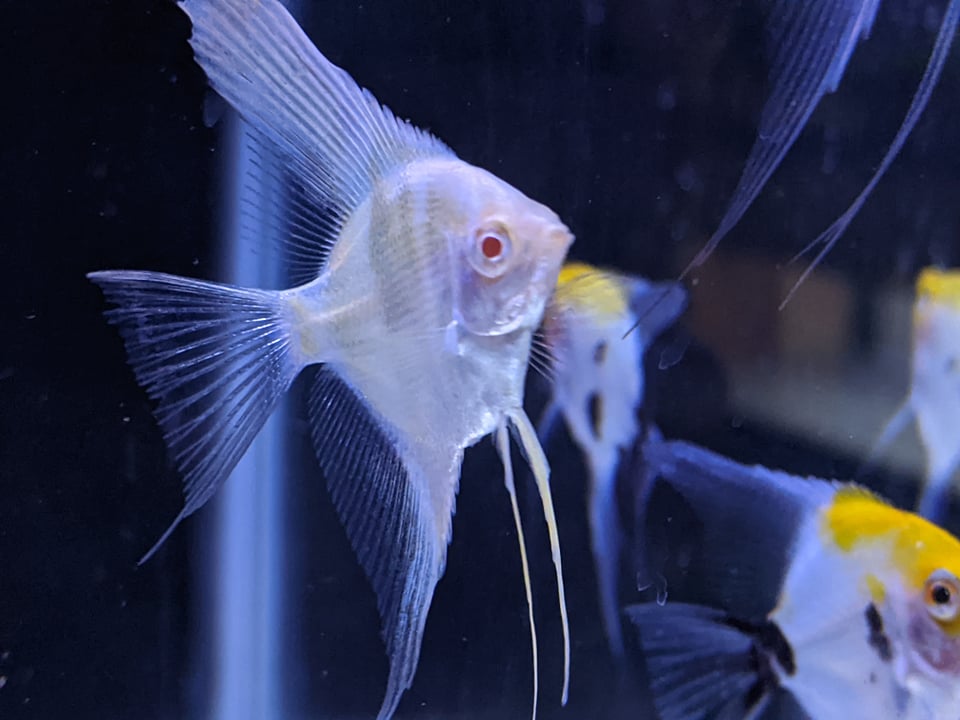 Pterophyllum scalare “Albino Peru Altum” – Tristan's Tropical Fish