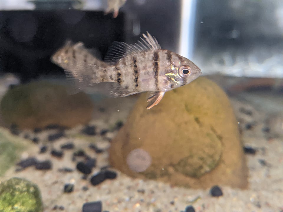 Blackbanded Sunfish – Tristan's Tropical Fish